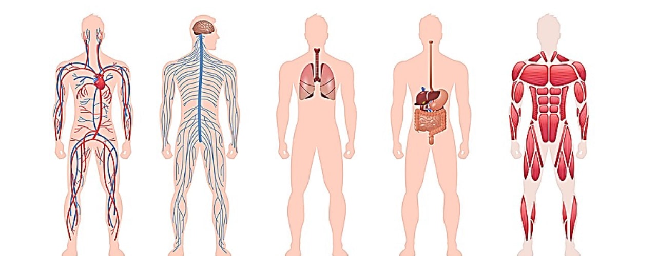 Department of Physiology's Image